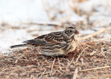 Lapland Longspur - Calcarius lapponicus