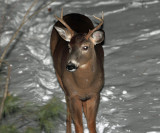 White-tailed Deer - Odocoileus virginianus