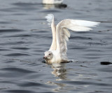 Glaucous Gull - Larus hyperboreus