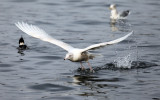 Glaucous Gull - Larus hyperboreus