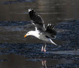 Great Black-backed Gull - Larus marinus