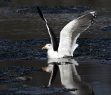 Great Black-backed Gull - Larus marinus