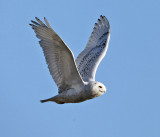 Snowy Owl - Bubo scandiacus