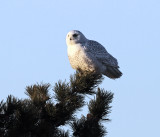 Snowy Owl - Bubo scandiacus