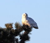 Snowy Owl - Bubo scandiacus