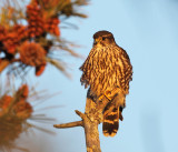 Merlin - Falco columbarius