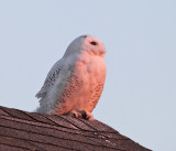 Snowy Owl - Bubo scandiacus (at sunset)