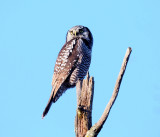 Northern Hawk Owl - Surnia ulula