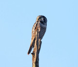 Northern Hawk Owl - Surnia ulula