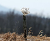 Snowy Owl - Bubo scandiacus