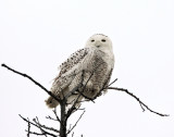 Snowy Owl - Bubo scandiacus