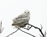 Snowy Owl - Bubo scandiacus