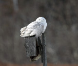 Snowy Owl - Bubo scandiacus