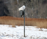 Snowy Owl - Bubo scandiacus