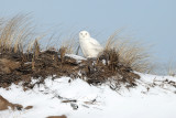 Snowy Owl - Bubo scandiacus