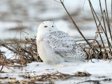 Snowy Owl - Bubo scandiacus
