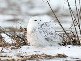 Snowy Owl - Bubo scandiacus