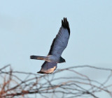 Northern Harrier - Circus cyaneus