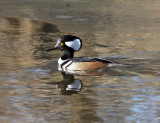 Hooded Merganser - Lophodytes cucullatus