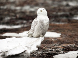 Snowy Owl - Bubo scandiacus