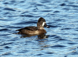 Ring-necked Duck - Aythya collaris (female)