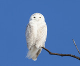 Snowy Owl - Bubo scandiacus