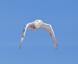 Snowy Owl - Bubo scandiacus