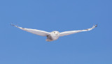 Snowy Owl - Bubo scandiacus