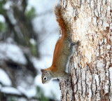 American Red Squirrel - Tamiasciurus hudsonicus