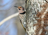 Northern Flicker - Colaptes auratus