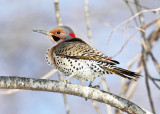 Northern Flicker - Colaptes auratus