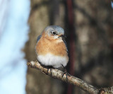 Eastern Bluebird - Sialia sialis