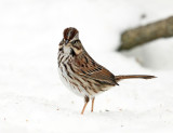 Song Sparrow - Melospiza melodia