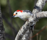 Red-bellied Woodpecker - Melanerpes carolinus