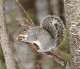 Eastern Gray Squirrel - Sciurus carolinensis