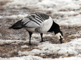 Barnacle Goose - Branta leucopsis