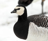 Barnacle Goose - Branta leucopsis