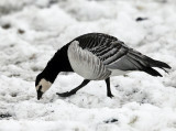 Barnacle Goose - Branta leucopsis