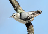 White-breasted Nuthatch - Sitta carolinensis