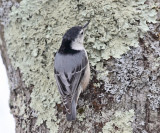 White-breasted Nuthatch - Sitta carolinensis