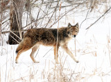 Coyote - Canis latrans