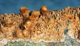 Hydnochaete olivaceum (Brown-toothed Crust Fungi)