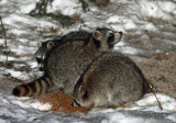 Raccoon - Procyon lotor