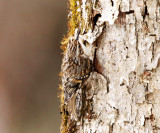 Brown Creeper - Certhia americana