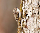 Brown Creeper - Certhia americana