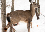 White-tailed Deer - Odocoileus virginianus (pregnant)