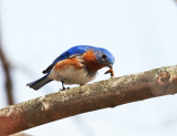 Eastern Bluebird - Sialia sialis