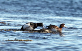 Greater Scaup - Aythya marila