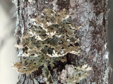  Tree Lungwort - Lobaria pulmonaria 