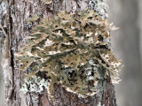 Tree Lungwort - Lobaria pulmonaria